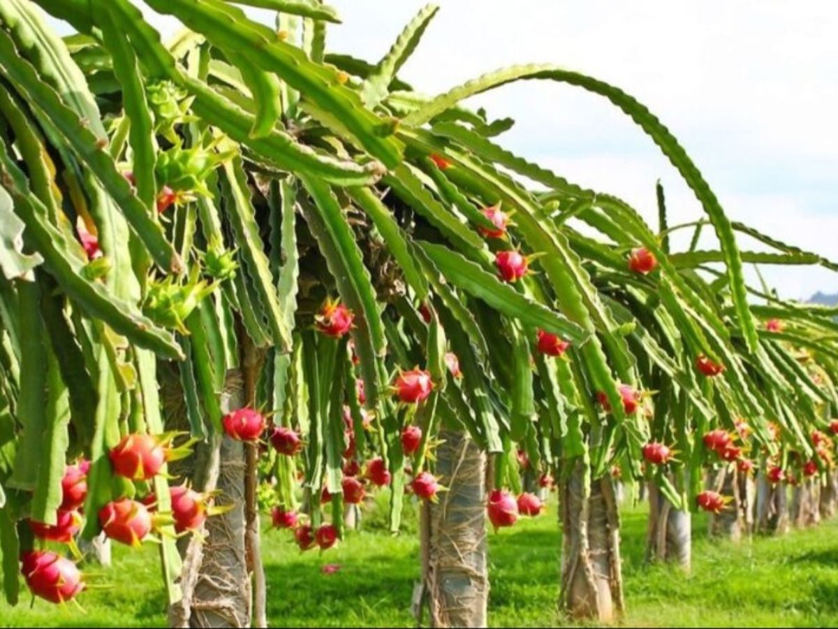Rajasthan Agriculture News