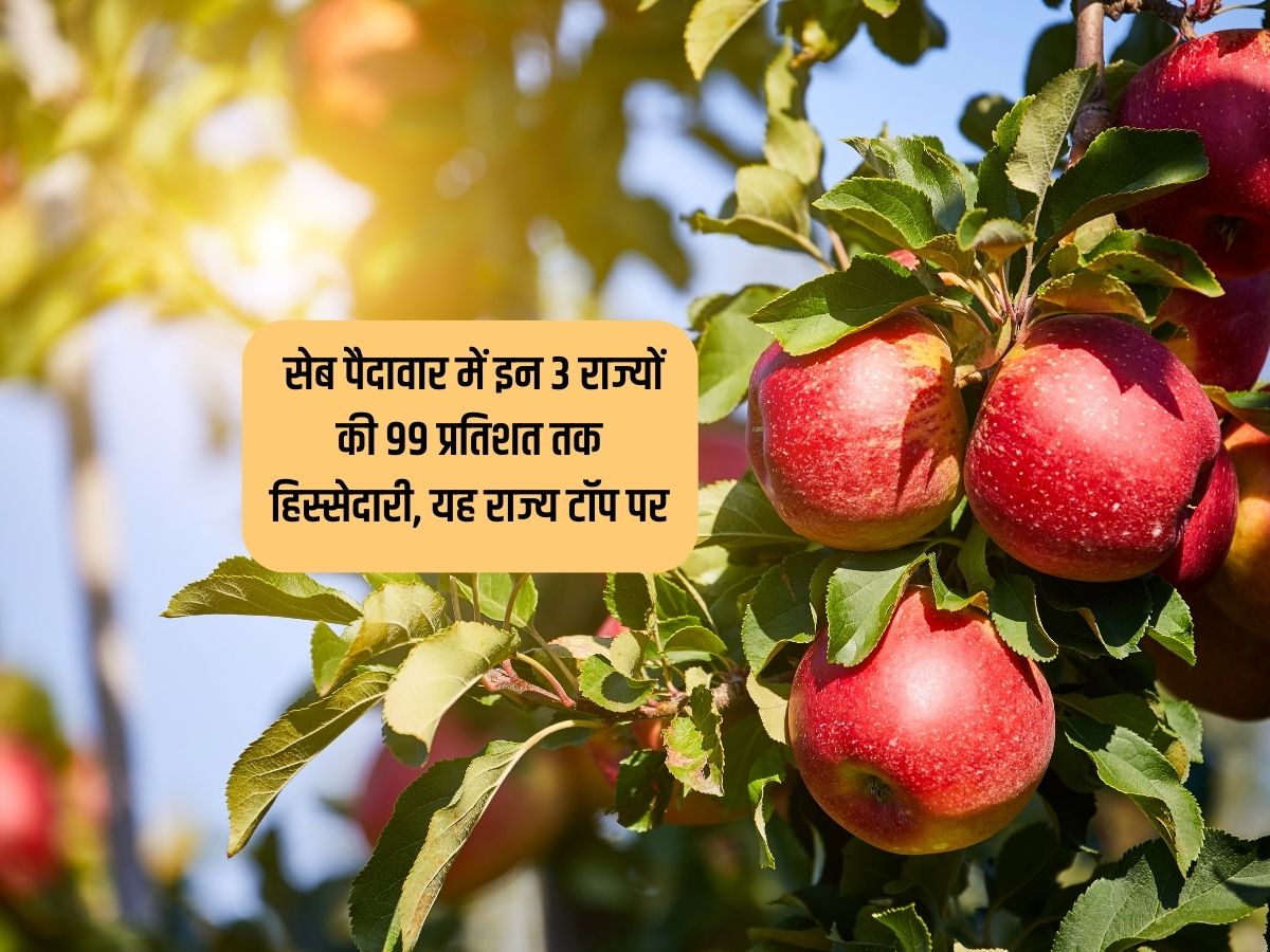 Apple Farming