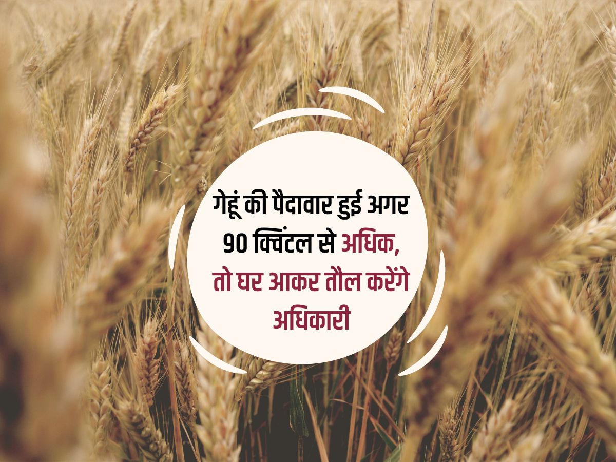 UP Wheat Procurement